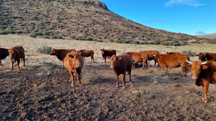 0 Bedroom Property for Sale in Middelburg Eastern Cape